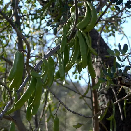 Quinta Do Cerro Sao Vicente *